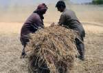 سندھ میں گندم کی 42 لاکھ میٹرک ٹن سے زائد ریکارڈ پیداوار